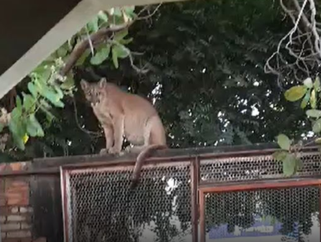 VÍDEO: onça-parda invade casas, sobe em portão, árvore e caminha por cidade  de MT – agro.mt